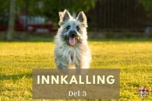 innkalling del 3 hund i norge hundetrening