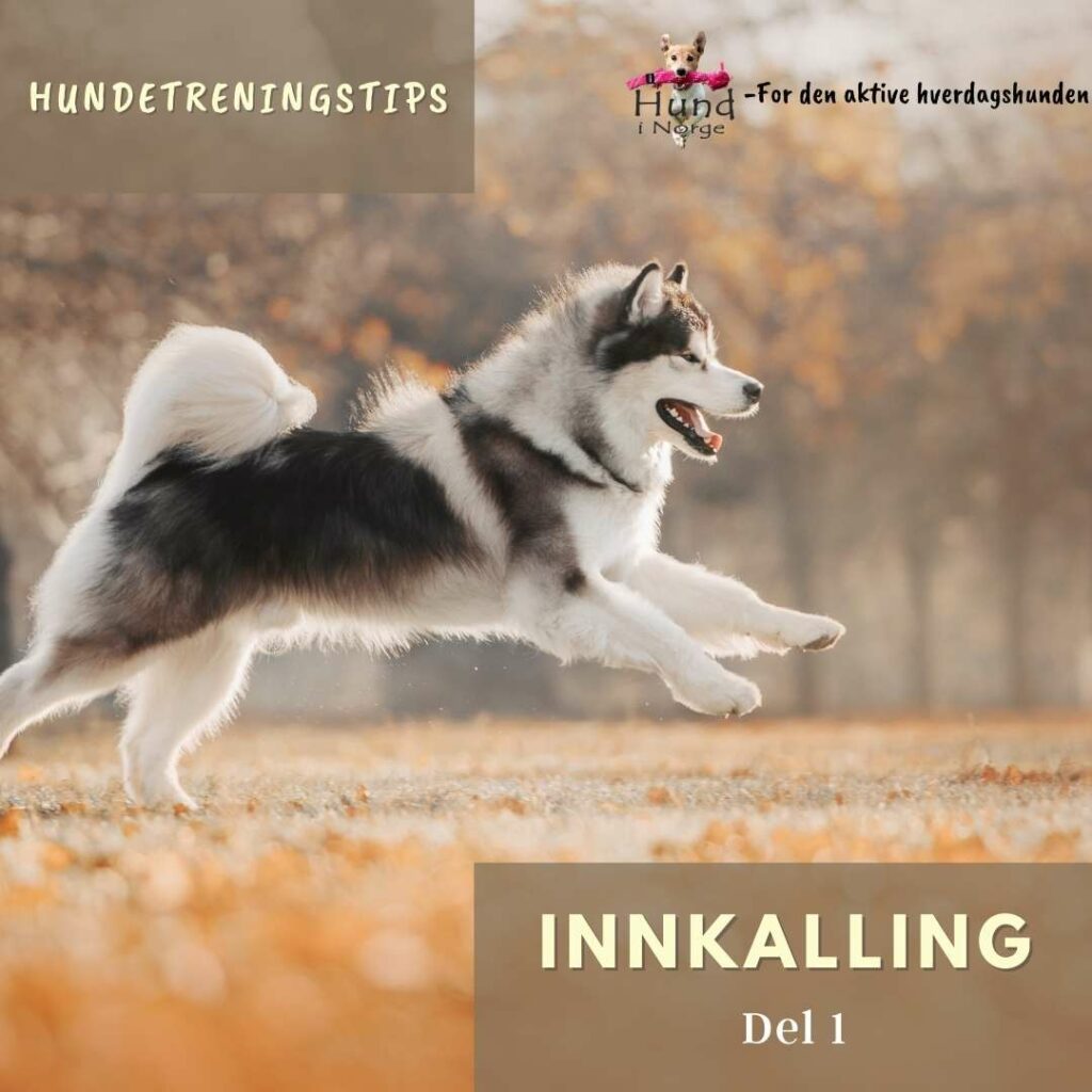 hverdagslydighet innkalling hund i norge blogg