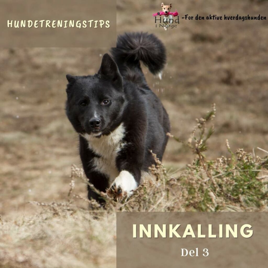 blogg hund i norge innkalling