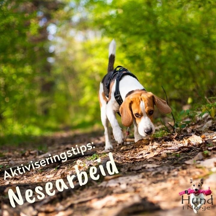 aktiviseringstips nesearbeid hund i norge