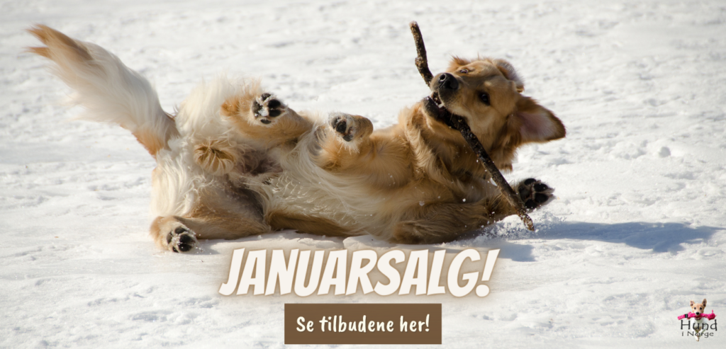 Januarsalg hund i norge