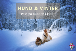 hund vinter kulde