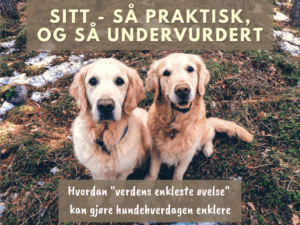 Sitt hundebloggen Hund i Norge