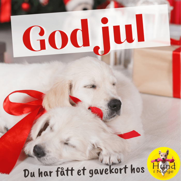 god jul hund i norge