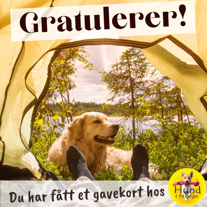 Gratulerer gavekort Hund i Norge