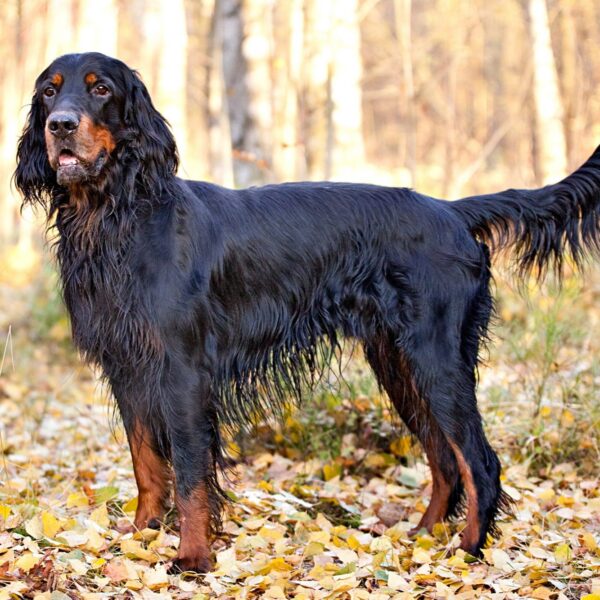 Myfamily Gordon Setter IDtag