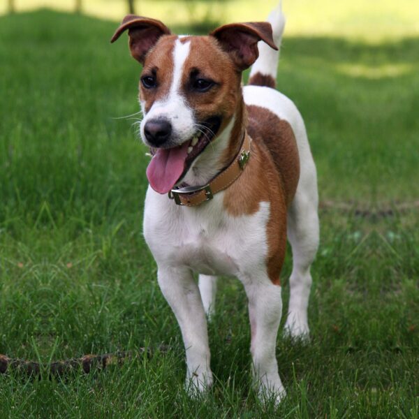 Jack Russell