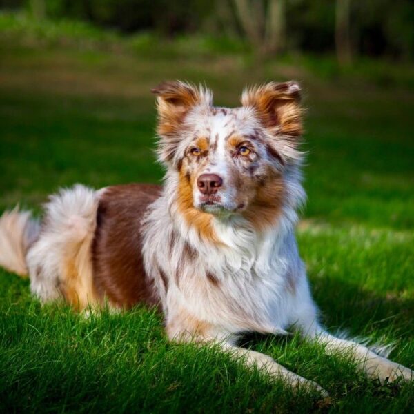 Myfamily Australian shepherd IDtag