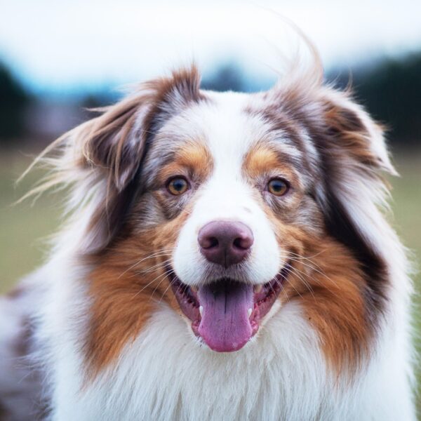 Myfamily Australian shepherd IDtag