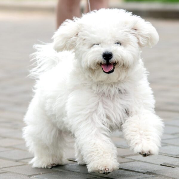 Myfamily Bichon frisé IDtag