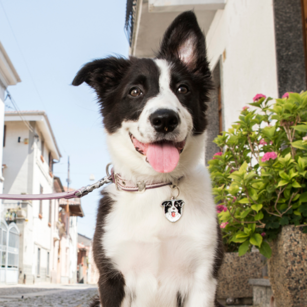 Myfamily Border collie IDtag