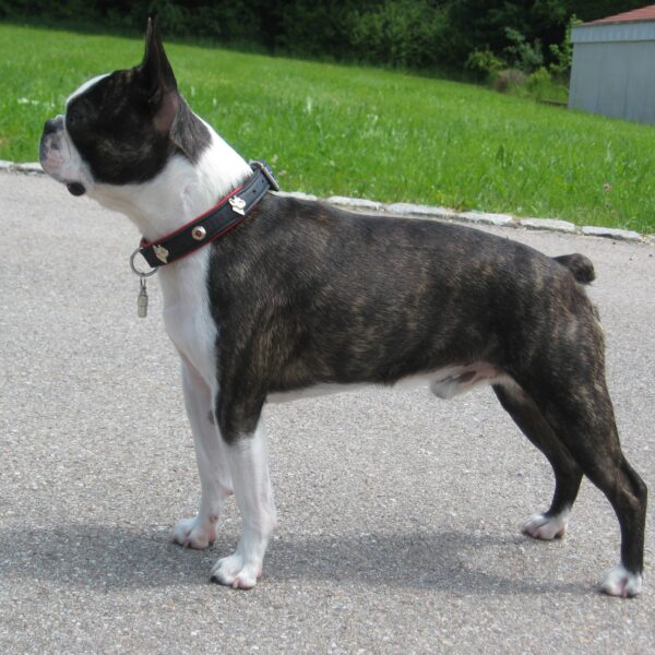 Myfamily Boston Terrier IDtag