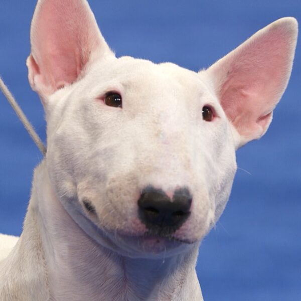 Myfamily Bull terrier IDtag