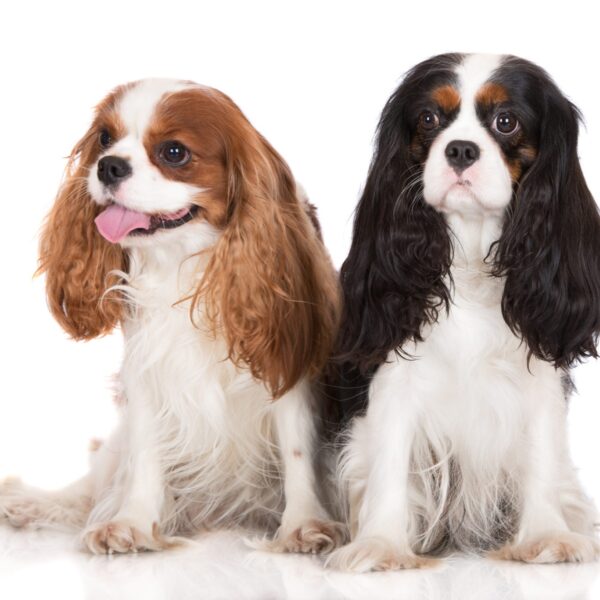 Myfamily Cavalier king charles IDtag