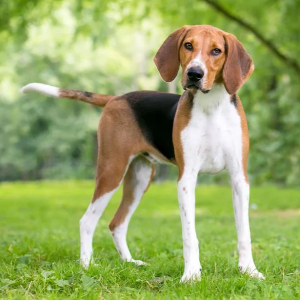 Myfamily Foxhound