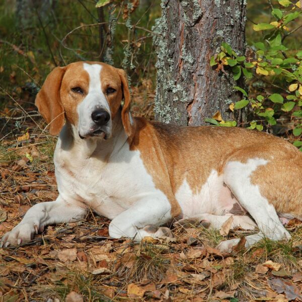 Myfamily Foxhound