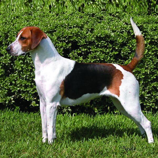 Myfamily Foxhound