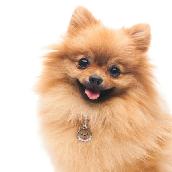 Myfamily Pomeranian IDtag