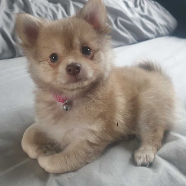 Myfamily Pomeranian IDtag