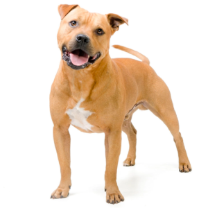 Myfamily Staffordshire Bull terrier IDtag