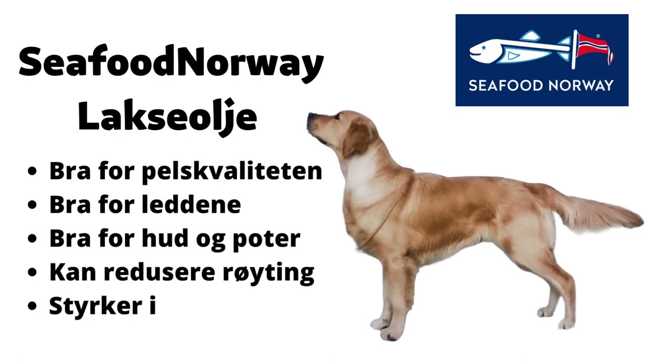 Hund i Norge - Hele Norges hundebutikk - Hund i Norge - Alt til hund