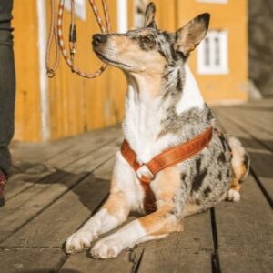 Hurtta Casual ECO Hundesele