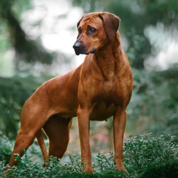 Myfamily Rhodesian ridgeback