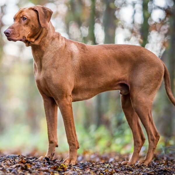 Myfamily Rhodesian ridgeback