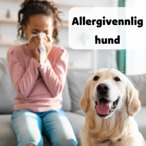 Allergivennlig hund