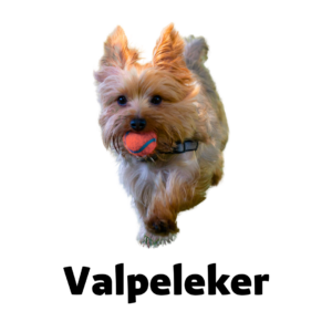 Valpeleker