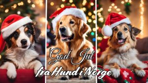 God jul fra Hund i Norge