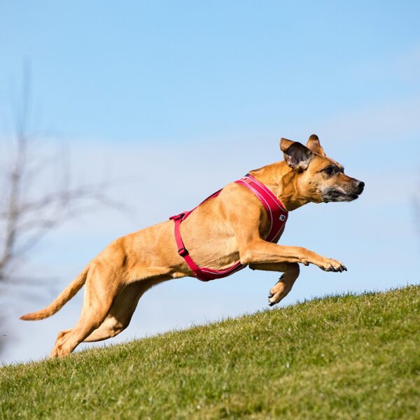 Curli Belka Comfort Harness Hundesele Svart (5 størrelser)
