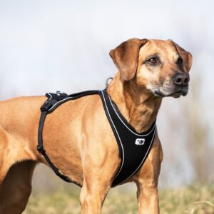 Curli Belka Comfort Harness Hundesele Svart (5 størrelser)