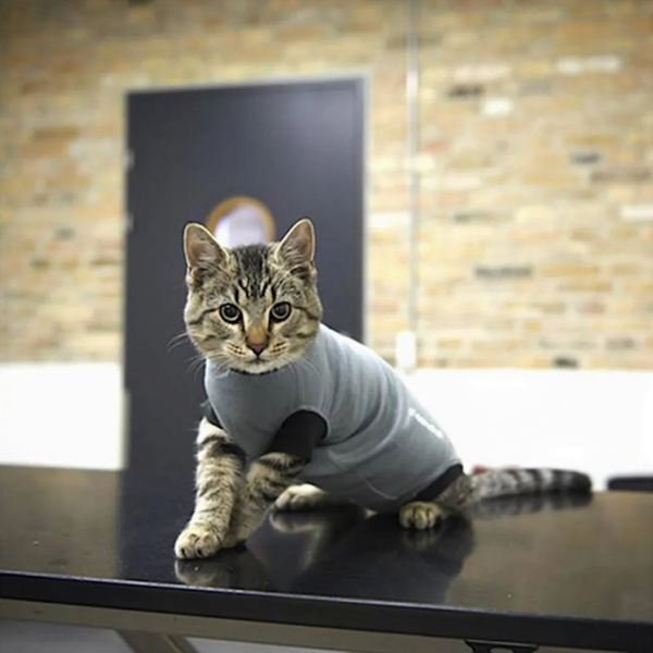 BUSTER Body Suit EasyGo til katt