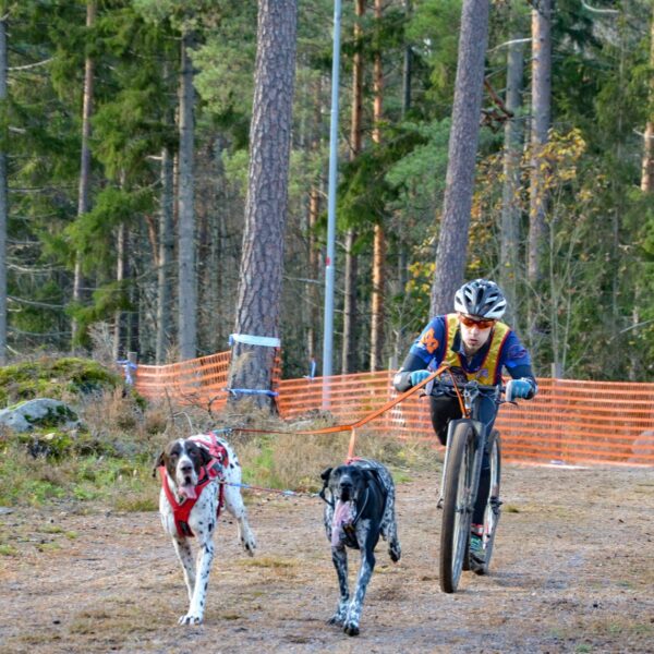 Non-Stop Dogwear Bungee Leash Double - Kjørestrikk med hanefot
